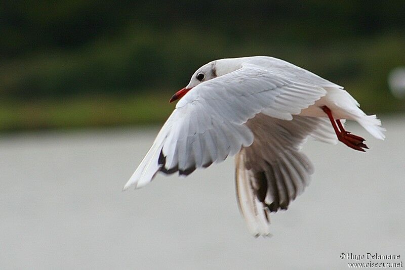 Mouette rieuse