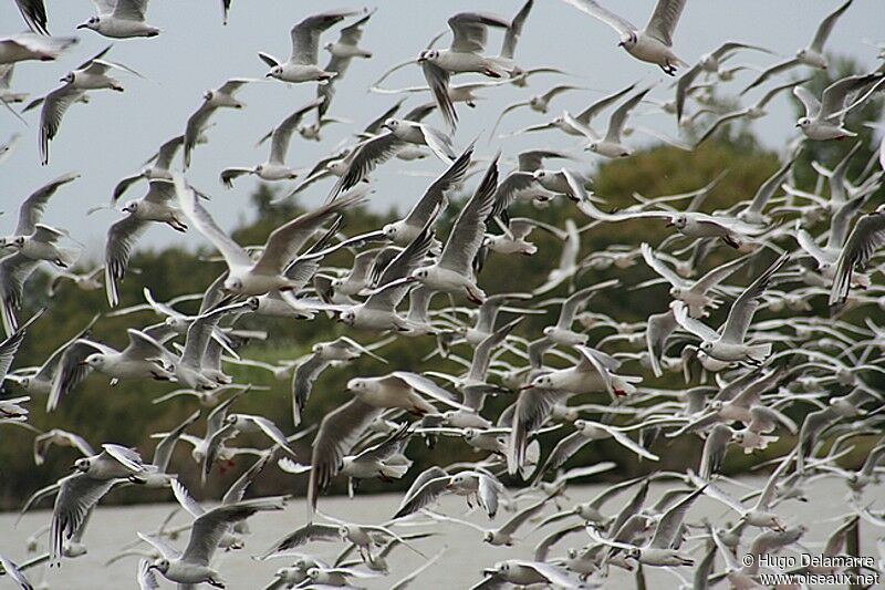 Mouette rieuse