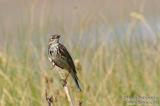 Pipit des arbres