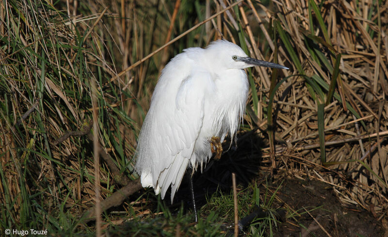 Aigrette garzette