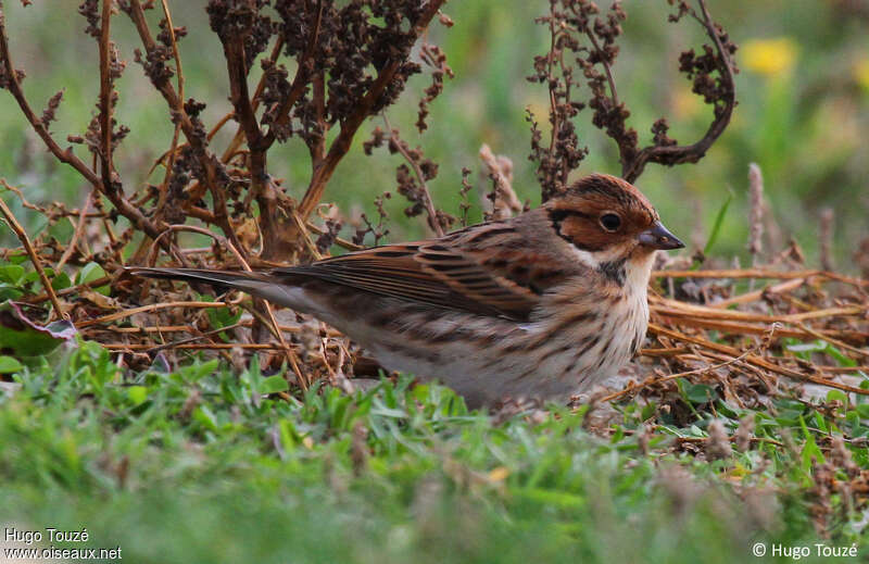 Bruant nainadulte, camouflage, pigmentation, mange