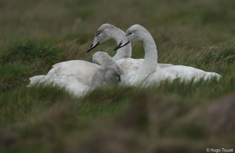 Cygne chanteur1ère année