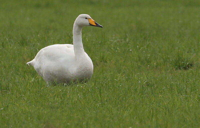 Cygne chanteuradulte, portrait