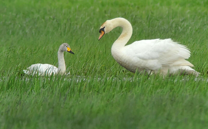 Cygne de Bewick2ème année