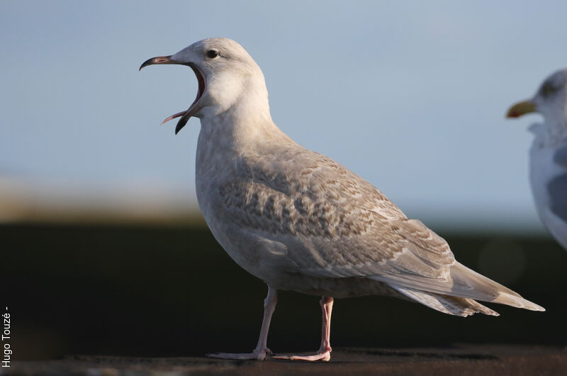 Goéland à ailes blanches2ème année