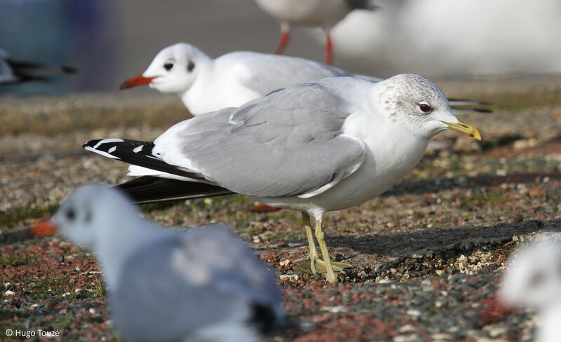 Common Gull