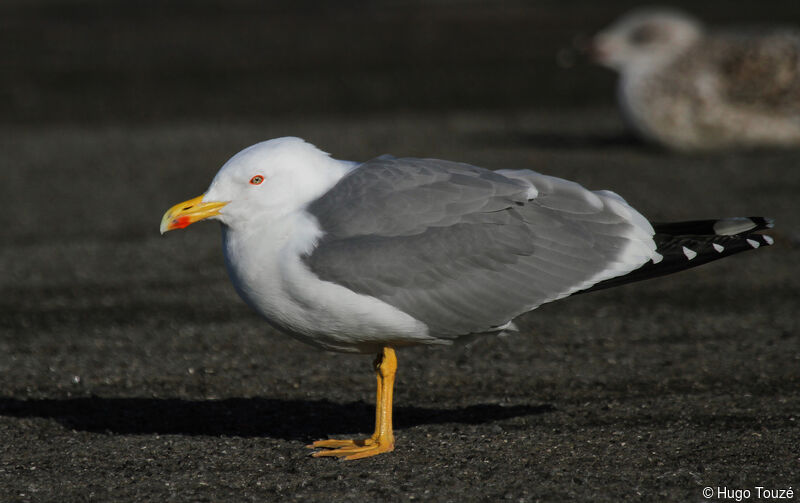 Yellow-legged Gulladult