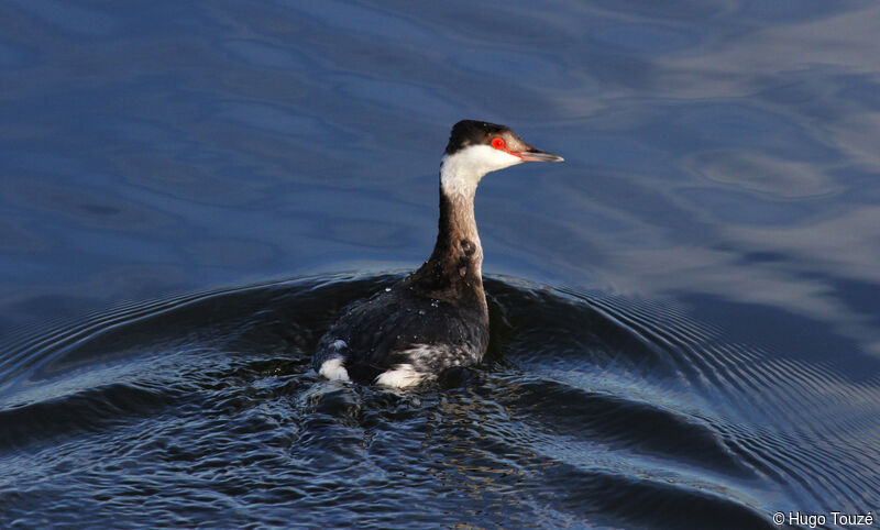 Horned Grebe