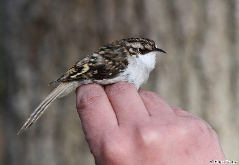 Eurasian Treecreeper