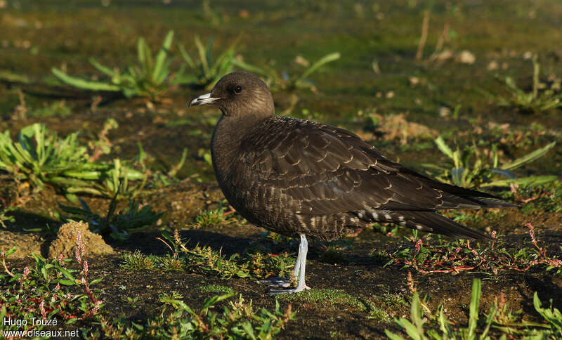 Labbe à longue queuejuvénile, identification