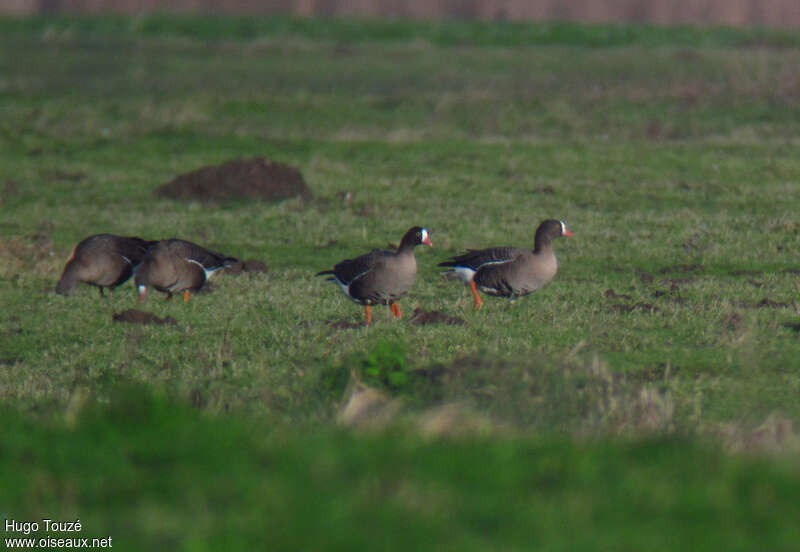 Oie naineadulte, habitat, pigmentation, marche, mange