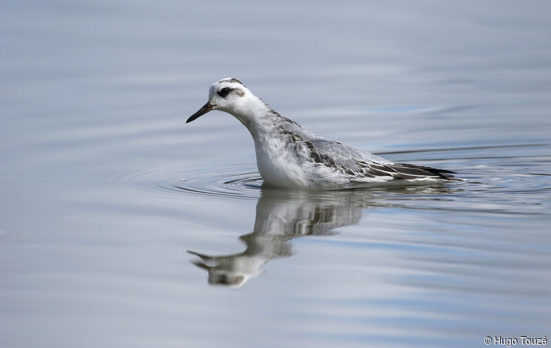 Red Phalarope