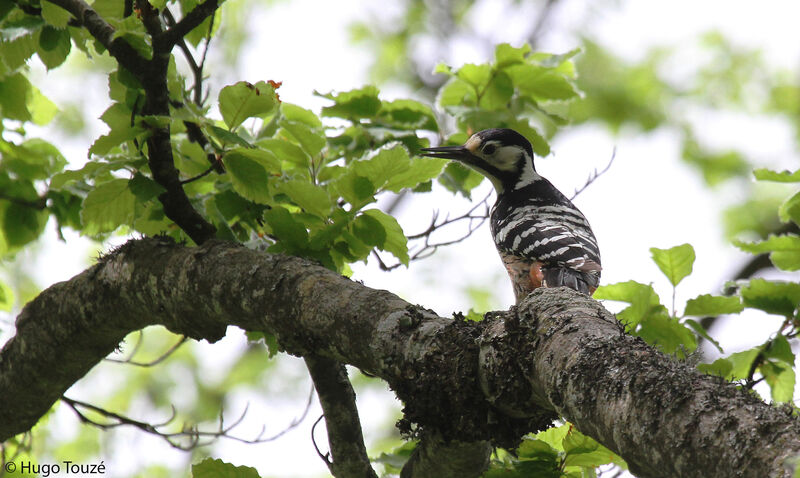 White-backed Woodpecker