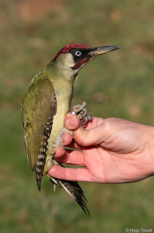 European Green Woodpecker male