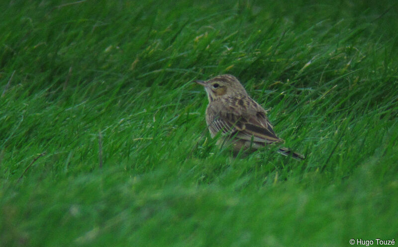 Blyth's Pipit