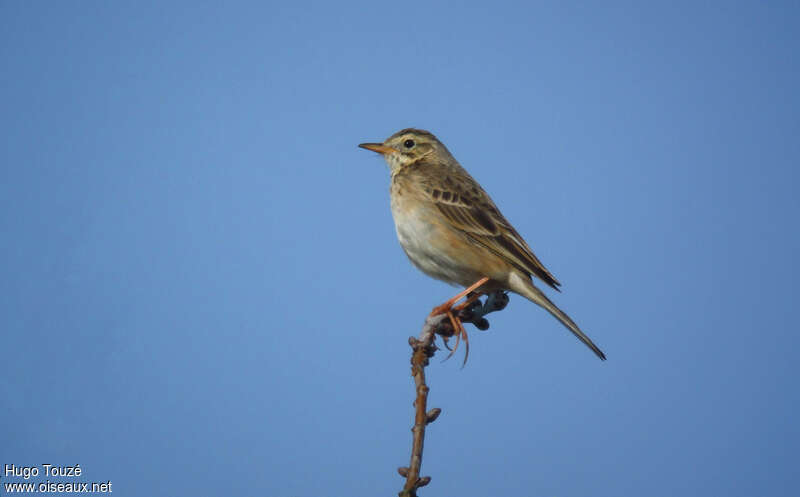 Richard's Pipit, identification, Behaviour