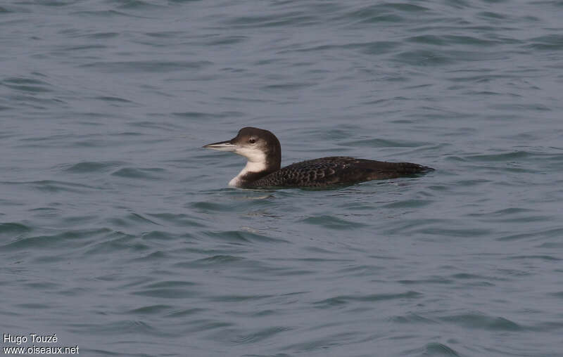 Plongeon imbrin2ème année, identification