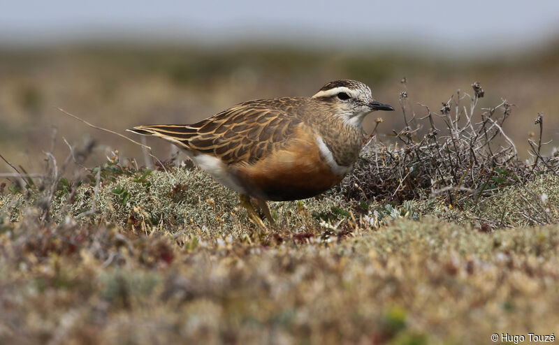 Eurasian Dotterel