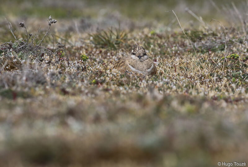 Eurasian Dotterel