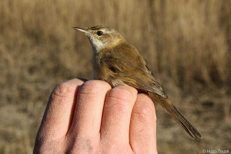 Paddyfield Warbler