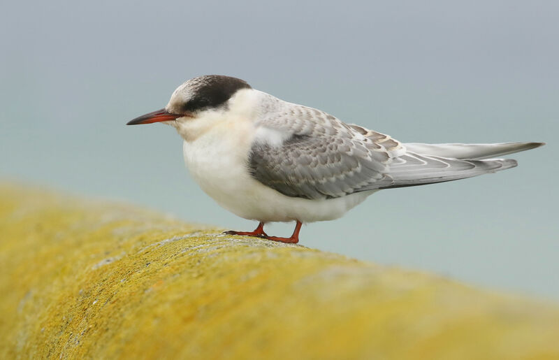 Sterne arctique1ère année, portrait