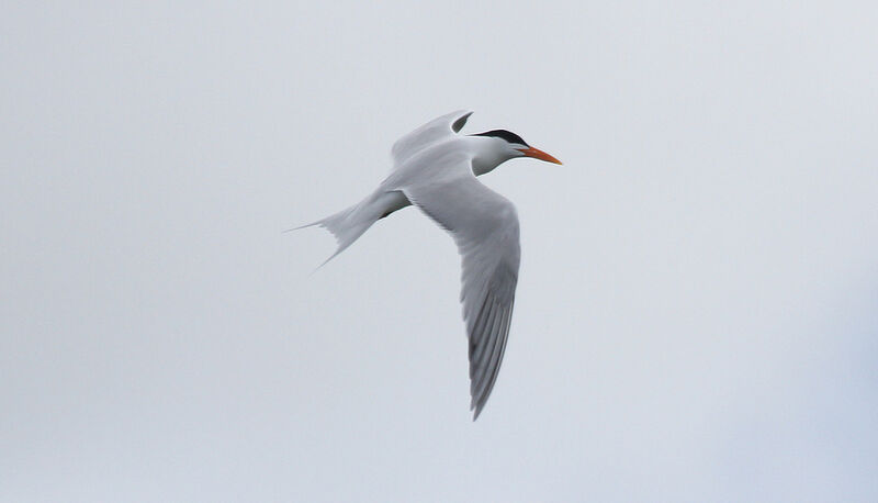 Royal Tern