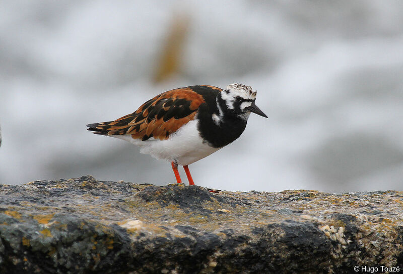 Ruddy Turnstone