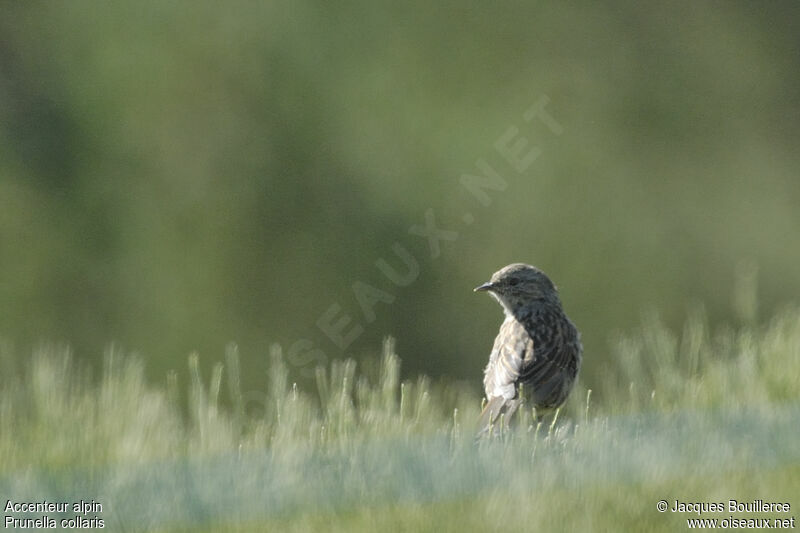 Alpine Accentor