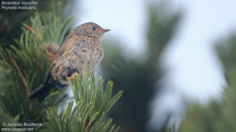 Dunnock