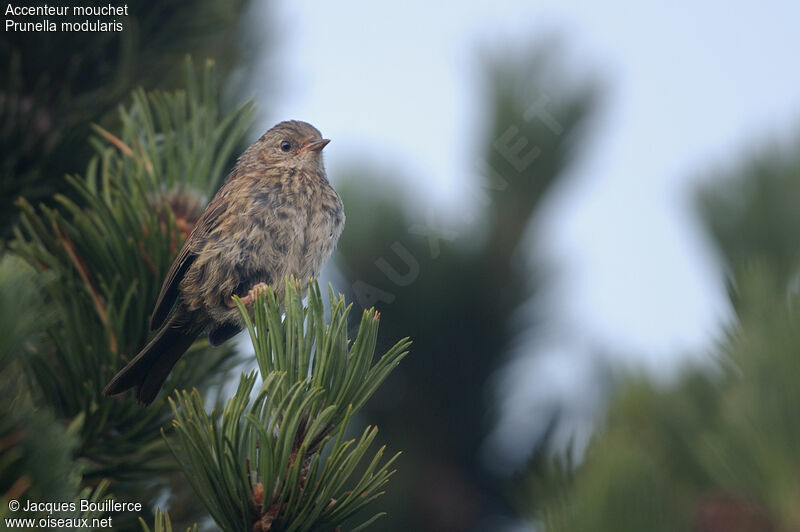 Dunnock