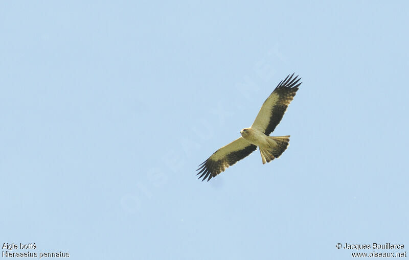 Aigle bottéadulte