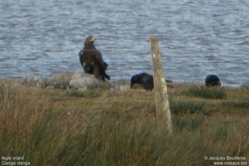 Greater Spotted Eagle