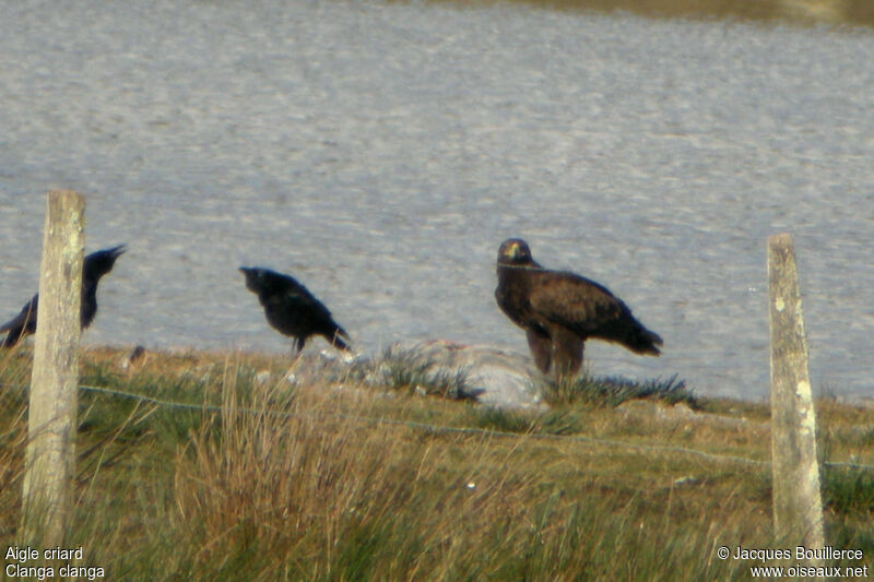 Greater Spotted Eagle