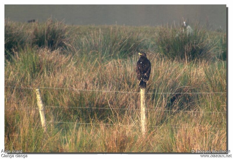 Greater Spotted Eaglejuvenile