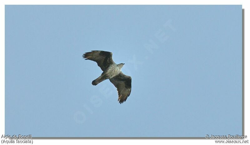 Aigle de Bonelliadulte