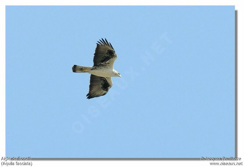 Aigle de Bonelliadulte