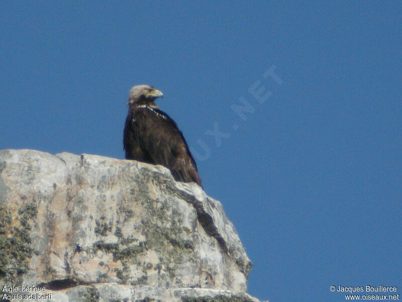 Aigle ibériqueadulte