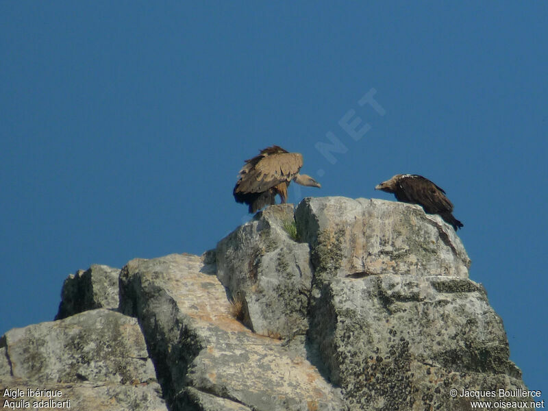 Aigle ibériqueadulte, Comportement