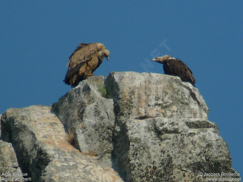 Aigle ibériqueadulte, Comportement