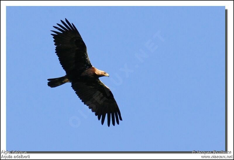 Spanish Imperial Eagle female adult