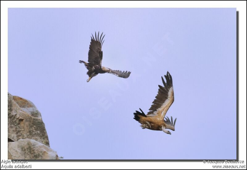 Aigle ibérique femelle adulte, Comportement