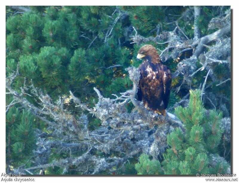 Golden Eagle