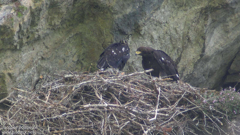 Aigle royaljuvénile, identification