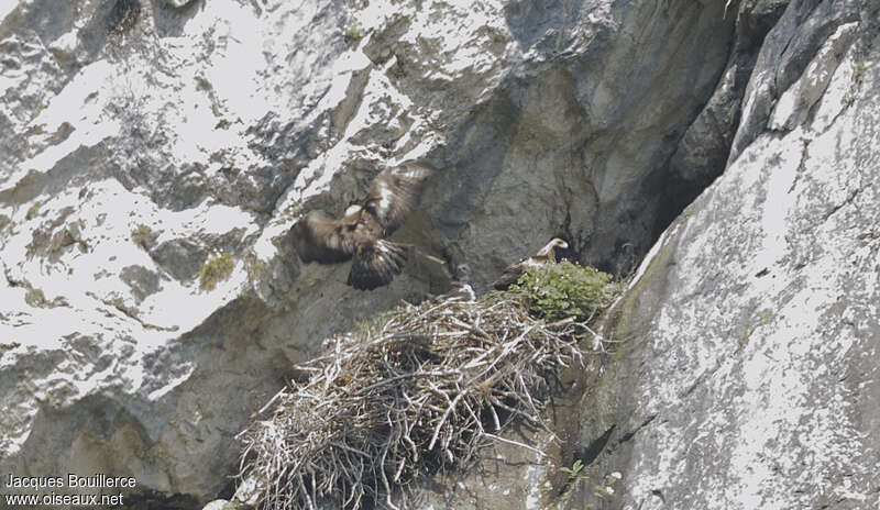 Aigle royal, habitat, Nidification