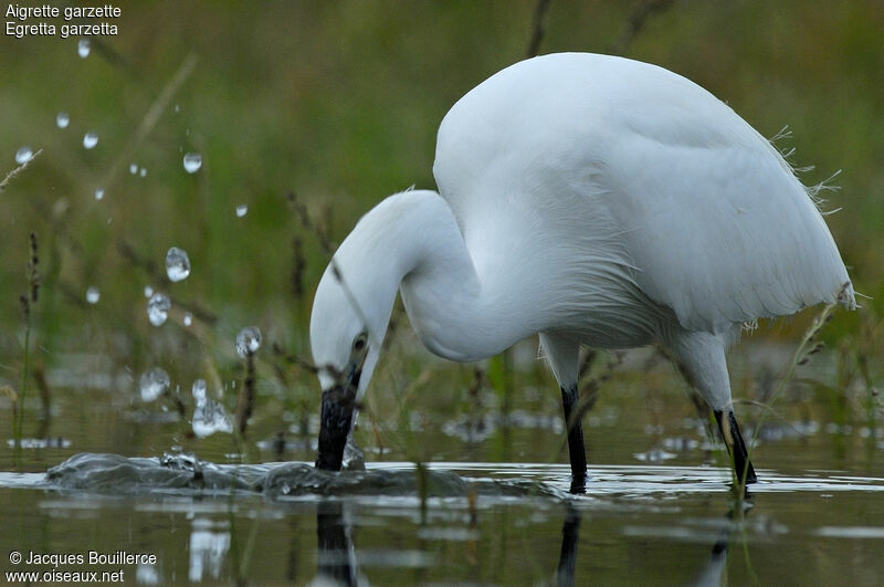 Aigrette garzette