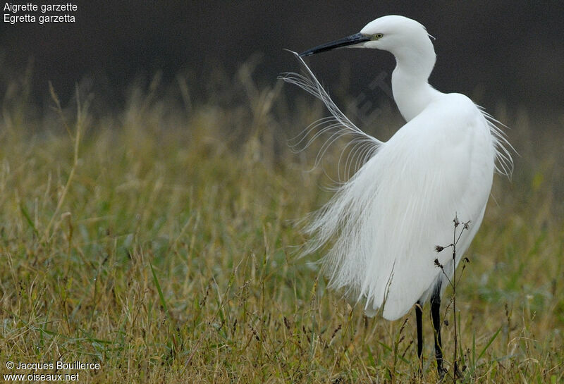 Little Egret