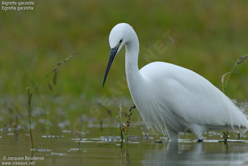 Aigrette garzette