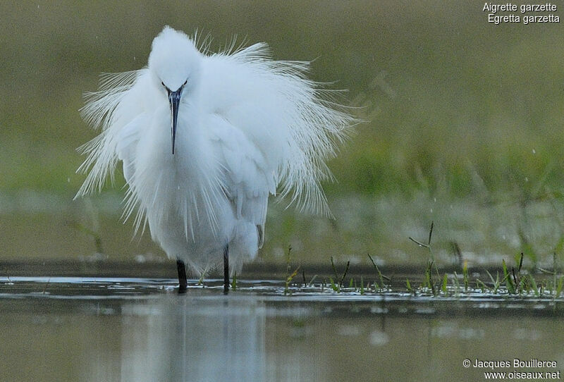 Aigrette garzette