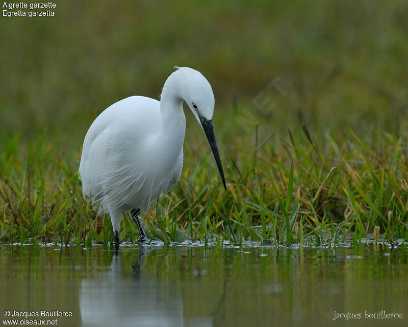 Little Egret