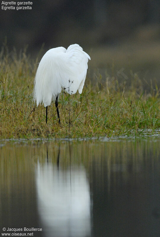 Little Egret